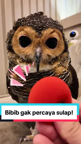 Kalau tikus bibib gak bisa disulap Bibbbb…😭😢😂 #burunghantu #videolucu #hewanlucu 