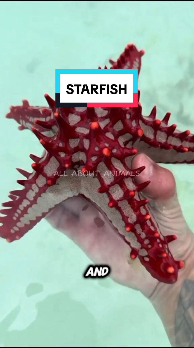 Starfish or Sea Stars⭐🐠The  Most Captivating Creatures in the Ocean #starfish #seastar #seacreatures 