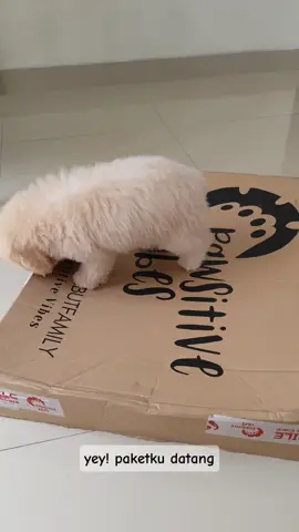 toilet training anabul #toilettraininganabul #toiletanabul #pottytrainingspray #pawsitivevibes #doglover #toypoodlepuppy 