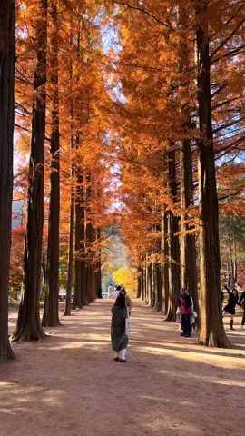 Autumn in Nami Island #namiisland #nami #korea #travel #autumn #suddenshower #jalanjalan 