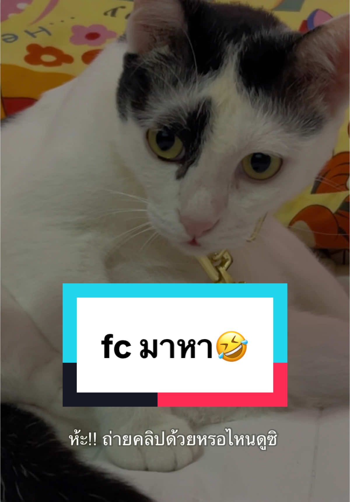 fc ตัวน้อยมาหา😁 ##ป๊อบคอร์นแมวเถียงเก่ง##cat