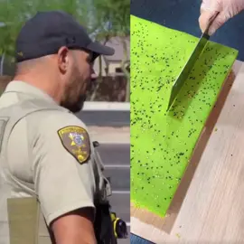 The Importance of Obeying Traffic Laws #fridayswithfrank #cops 