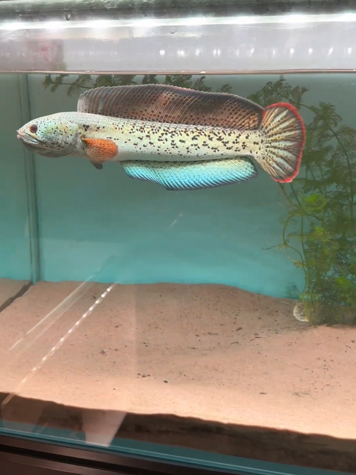 #snakeheadkeepers #channaindonesia🇮🇩 #channabandung #channajogja  #indonesiachanna #channamalayasia #channathailand  #JurusJituGlowing #channajakarta #userchanna22 #rajabfishstore #channasemarang #channaasiatica #channaandrao #channalimbata #channamarulioides #yellowsentarum #redpangkalanbun #channabarca #channableheri #channabluepulchra #channastewarti #aurantimaculata #channaorna #elbarca #userchanna22 
