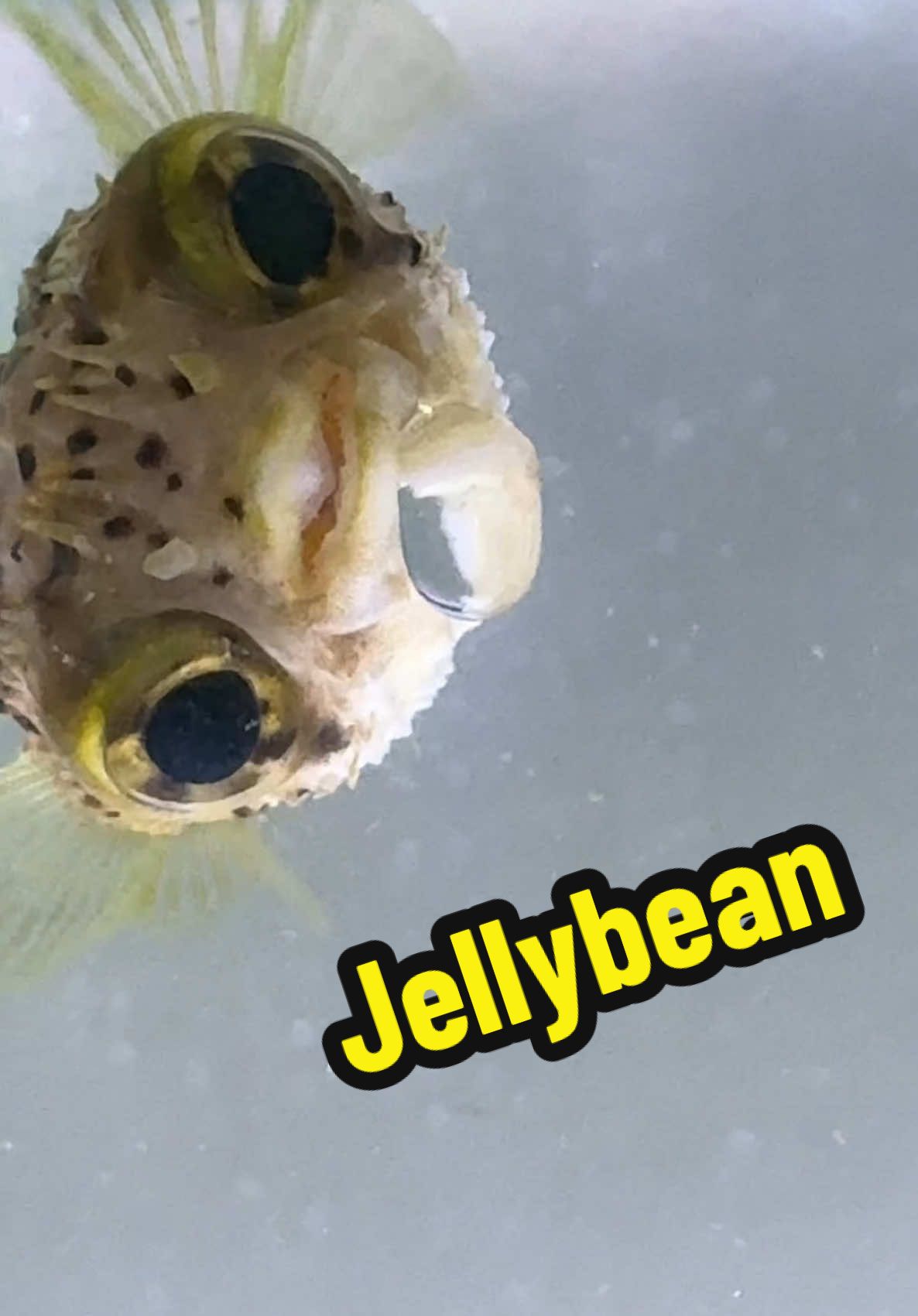 There is never a boring day in the lab with Jellybean around 🐡😅 #aquarium #fish #animals 