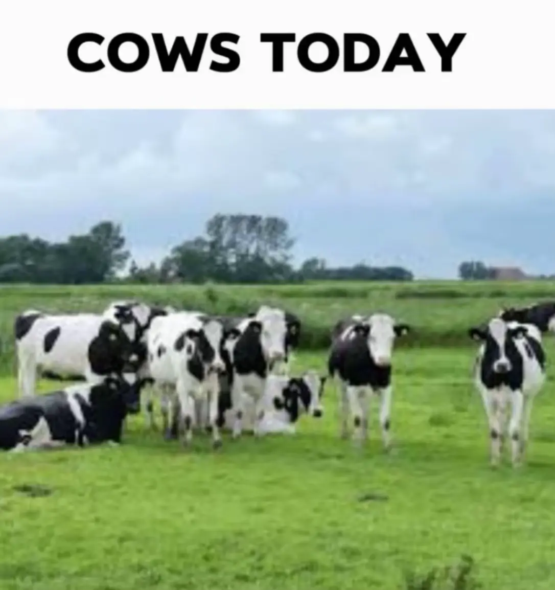 #wakeup #firstofthemonth #christmas #relatable #fyp #xyzcba #trend #december #dancingcows #cowstoday #cowstomorrow #cows 