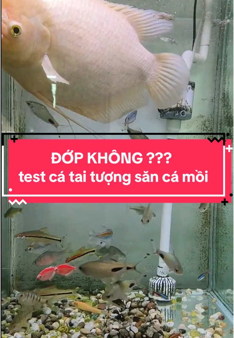 Cá tai tượng có săn cá bé hơn mình hay không ??? ##nuoicaduongtam##cataituong##cataituongsanmoi##caphattai##cataituongalbino##cataituongabino