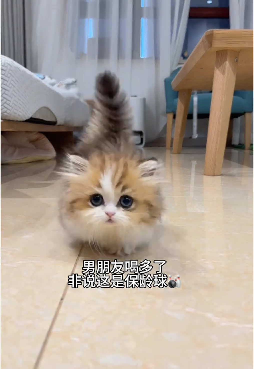 貓咪保齡球#cat #cutecat #funnycat #catsoftiktok #kitty 