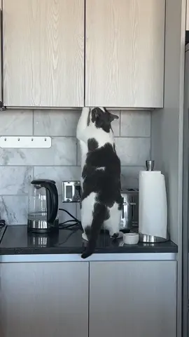 My cat is obssesed with treat. He managed to open the cabinet and ate all his treats. What’s the best (and nicest) way to train him not do it again?! #catsoftiktok #funnyvideos 