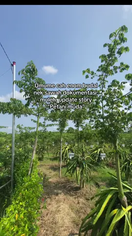 Umume arek enom😋#pertanian#buahnaga#petani #petanibuahnaga #nagabalapbanyuwangi 