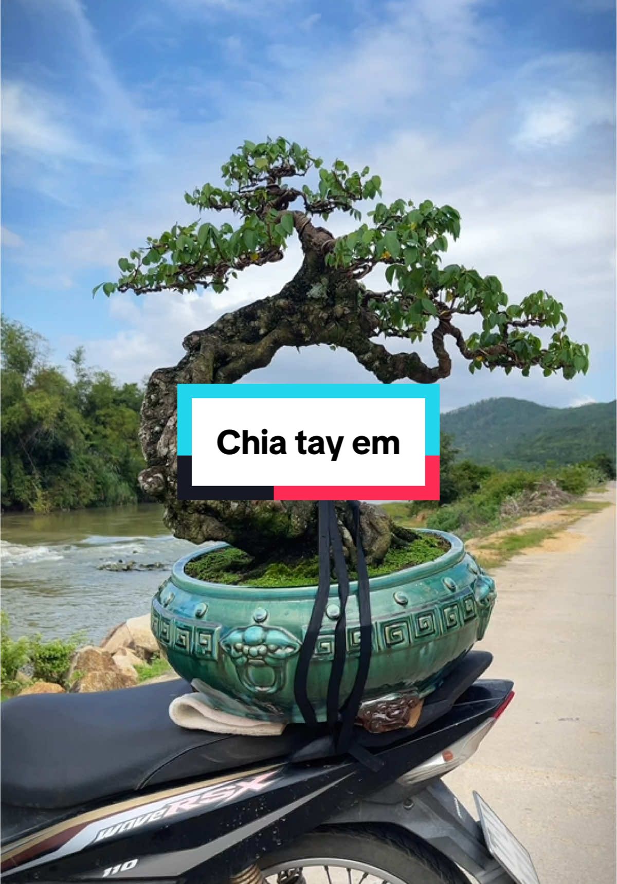 Chia tay tác phẩm khế #bonsai #caycanhnghethuat 