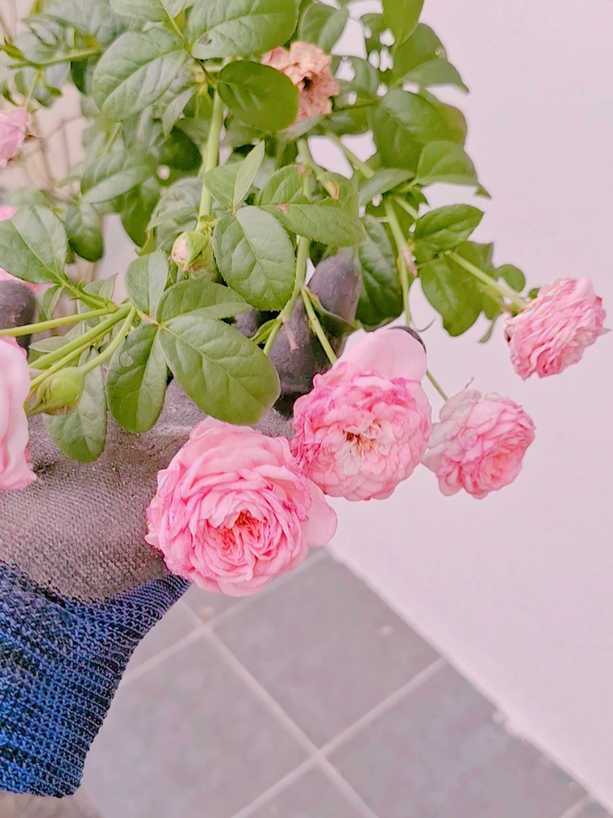 How to re pot roses #kebunmummystrawberry #gardening ##rose #roses #pinkrose #climbingrose 