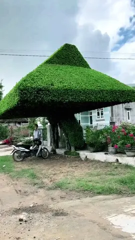 Đẹp quá, bóng mát thật tuyệt vời ❤️ #caycanhnghethuat #bonsai #caycanh #bonsaimini #tiktok #xuhuong 