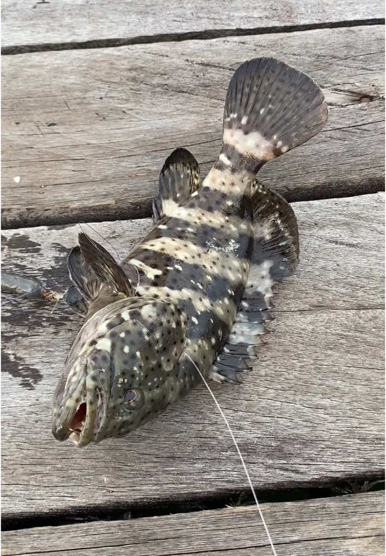 Mancing ikan kerapu langsung dibakar pakai bumbu spesial dong, kalian wajib cobain bumbunya ini nikmat, apalagi daging ikan kerapu yang lembut  @Toko Pancing Moncer @Paradise Fishing Official  #mancing #strike #mancingikan #ikankerapu #ikanbakar 