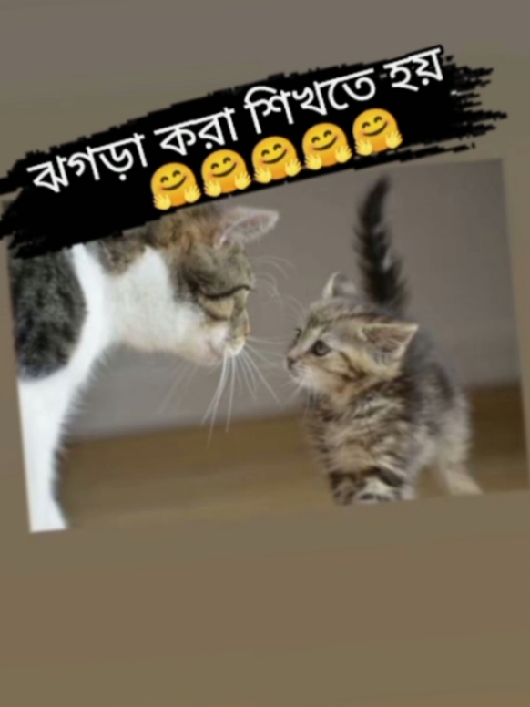 এই সব গুন আমার মধ্যে আছে😎😎😎😇😇🤣#tik_tok #tiktokbagladesh। #tik_tok #foryou 