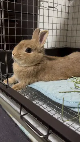 #bunny #bunnylover #cutebunny #lucu #cute #petlovers #netherlanddwarf #rabbit #sukakelinci #kelincilucu #kelinci 