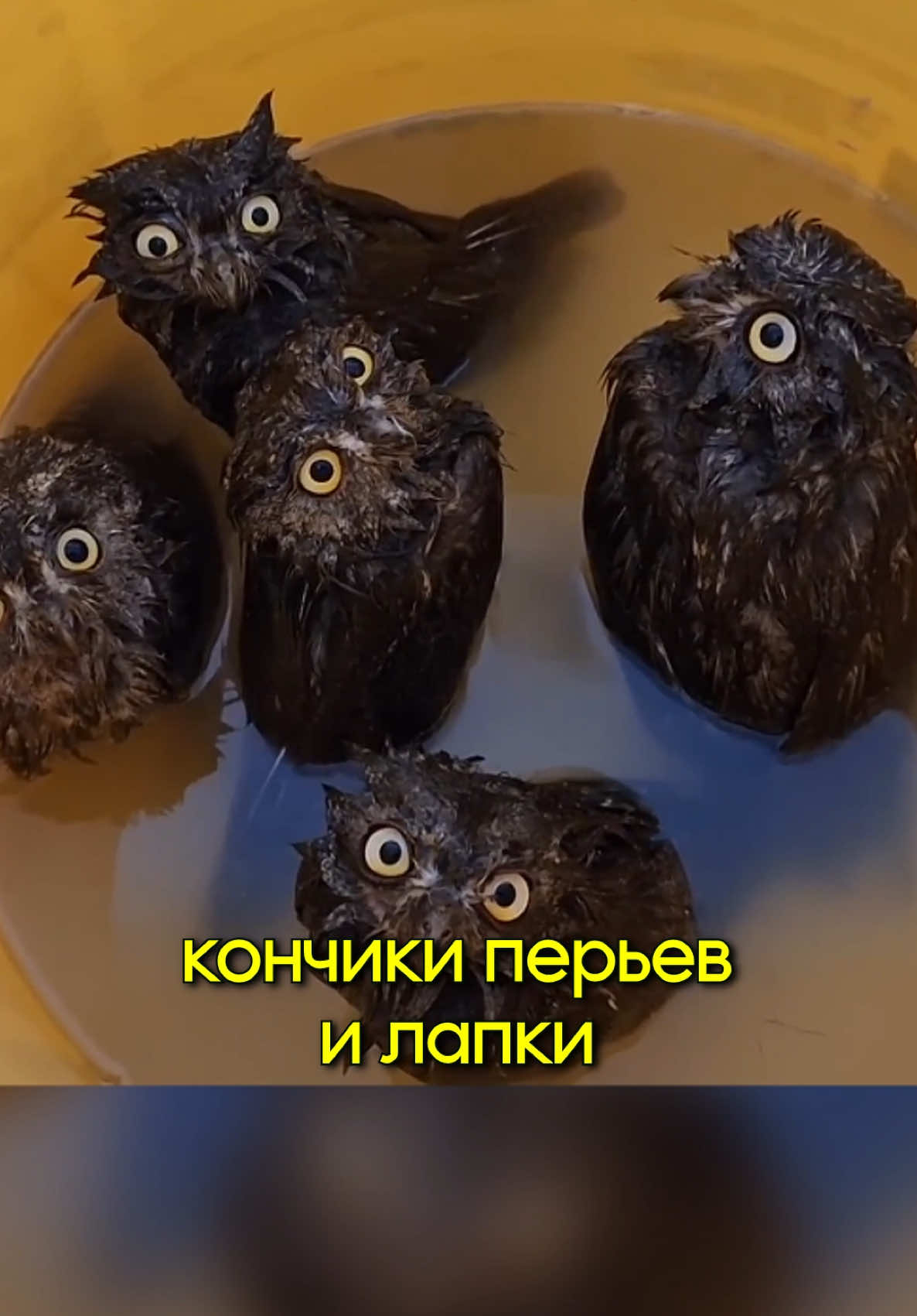 🦉Как Правильно Купать Сов😆