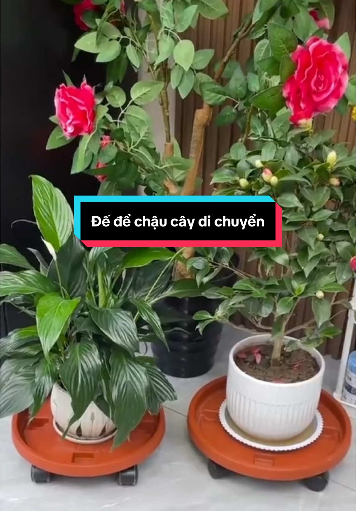 - Đế chậu hoa cây cảnh 33cm được làm từ nhựa ABS cao cấp nên cứng cáp, chịu được trọng lượng của các chậu cây lớn. Phần đế có thiết kế bánh xe giúp việc di chuyển chậu cây đến các vị trí trong nhà tiện lợi. - Khay làm từ nhựa ABS cao cấp nên cứng cáp, chịu được trọng lượng lớn - Được sơn lớp chống thấm nước giúp không phai màu, tăng tuổi thọ - Đế có 4 bánh xe giúp di chuyển chậu cây tiện lợi, bên cạnh đó có khóa an toàn đảm bảo không xê dịch khi trưng bày chậu - Có khay hứng nước thừa bên dưới đế giúp nền nhà sạch sẽ - Thích hợp để đặt tại các không gian như ban công, phòng khách hay sân vườn - Đế bao gồm : Đế , Bánh Xe , Khay Hứng Nước. - Bánh Xe Có Khóa Xoay 360 Độ An Toàn,Giúp Cố Định Chậu Cây. - Khay Hứng Nước Với 1L Hứng Trọn Nước Thừa Giúp Sàn Nhà Luôn Sạch Sẽ. - Đế Kê Chậu Cây Có Bánh Xe Với thiết kế có bánh xe và khóa an toàn chắc chắn, thuận tiện di chuyển nhiều đồ vật trong nhà. - Đế lót chất liệu nhựa cứng ABS cao cấp chịu nhiệt độ cao, chống thấm nước, mạnh mẽ và bền bỉ theo thời gian - Ngoài chức năng lót chậu cây, sản phẩm còn có thể được sử dụng như kệ đỡ hoa di động, kệ trang trí, kệ đỡ loa. kệ đỡ bình nước - Kệ Lót Chậu Hoa mang lại tính thẩm mỹ và sạch sẽ cho ngôi nhà của bạn.
