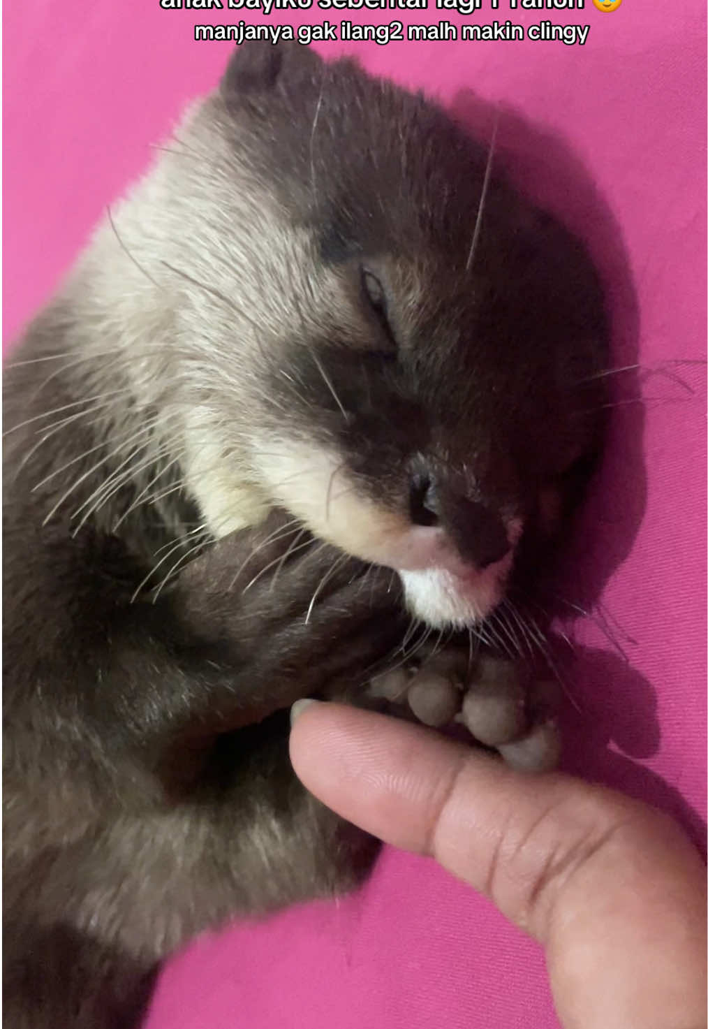 si super clingy tiap mau bobok, ngemut jari adalah koentji 🦦 #dipsyotter #otterdepok #otterjakarta #otterlucu #viralfunny #otters #hewanotter #otterviral #pets #otterlife #dailyotter #otterbaby #otterclingy #sleepingotter #otterlover 