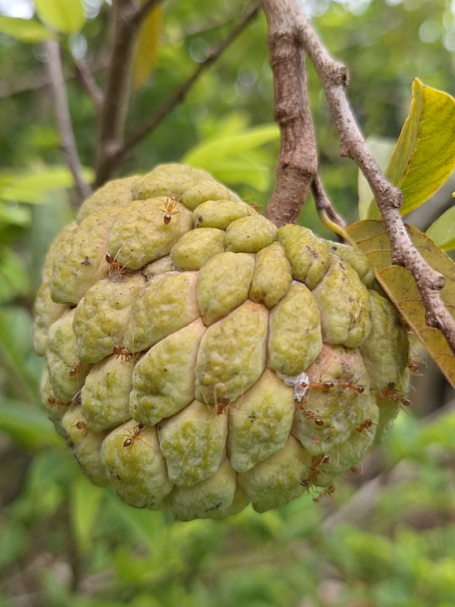 Pohon Srikaya | Real ASMR 🌱 #fyp #tree #nature #asmr #kebun #garden #berkebun #videography #buah 