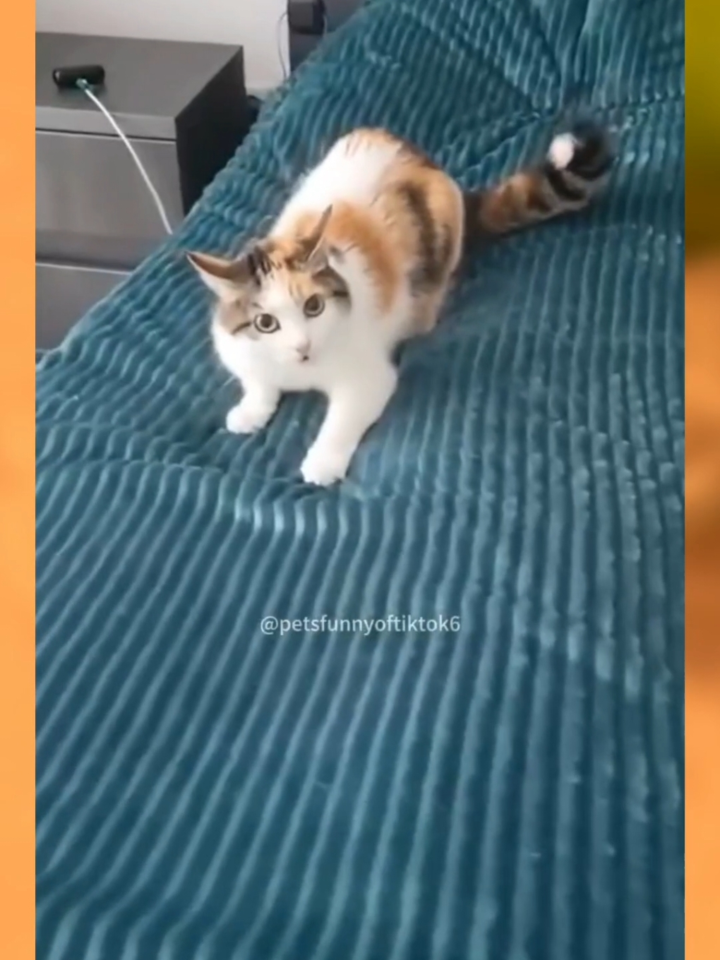 Random terus.. . 📹 (catlover) #kucingrandom #kucinggemoy #kucinglucu #fyp #foryoupage #catlover #kucingkocak #anggora 