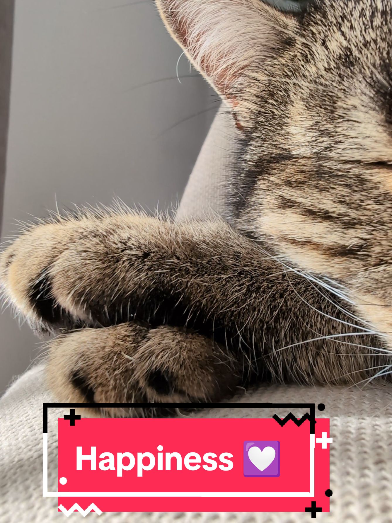 This is purr happiness 😻💤❤️💤😻 #cat #ASMR #catsoftiktok #fyp