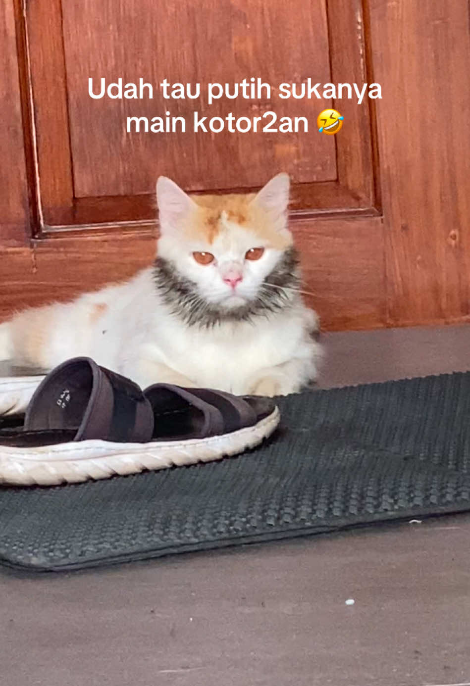 Gabisa berhenti ngakak aku kalo dia pulang2 begini 🤣 #masyaallah #kucing #catsoftiktok 