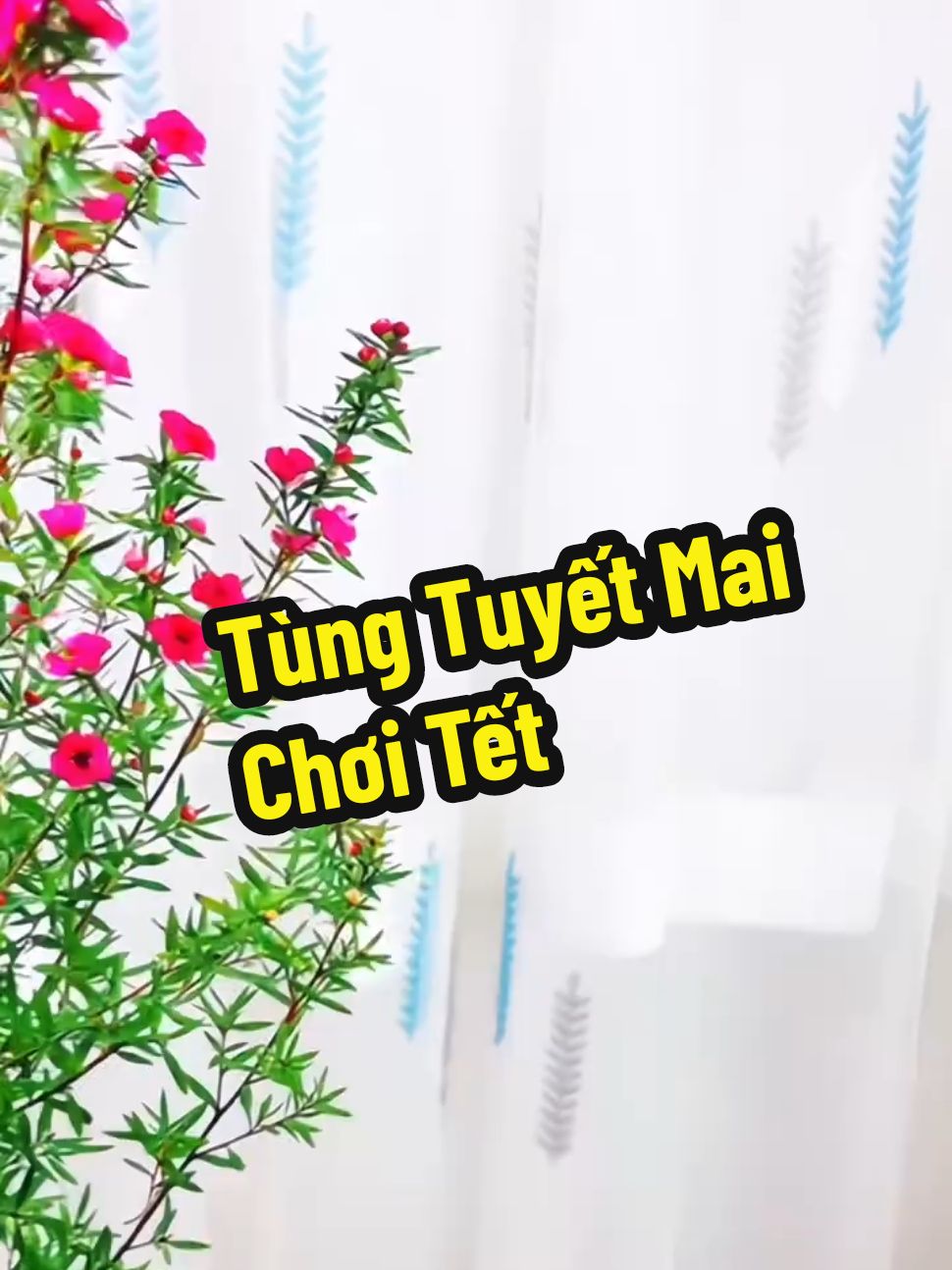 Tùng Tuyết Mai đang sẵn Nụ Hoa chi chít. Nở rộ vào dịp Tết. Đặc biệt Hoa nở quanh năm.  #xuhuongtiktok2024 #tungtuyetmai #TikTokShop #nvhohang 