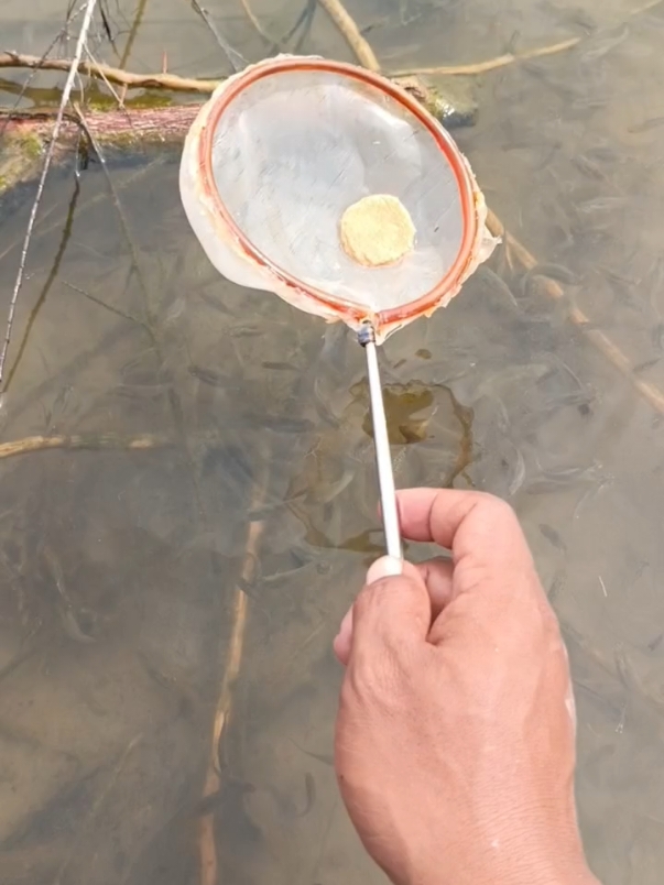 Menangkap ikan pakai seser kecil#menangkapikan 