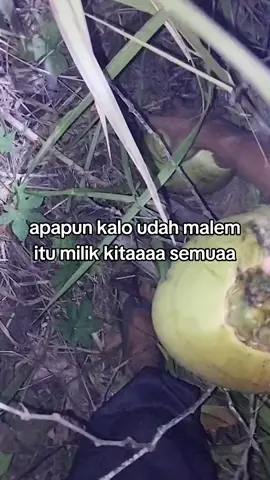 iya kan#fypppppppppp#pencurikelapa #lewatberandamu#ninjamalam#moots? #4u #foryoupage #fypシ゚viral #katakata #