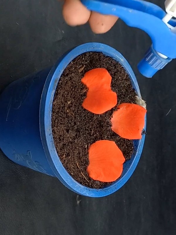 Easy way to grow rose plant at home from Petals #plants #roses #garden #plantslife31  #1millionviews #PlantCare #IndoorPlants  #GreenLiving #PlantLover #PlantAddict  #Gardening #HousePlants  #PlantCommunity #PlantParent  #UrbanJungle  #PlantGoals  #GardenInspiration  #PlantsMakePeopleHappy #NatureLovers  #PlantTherapy #GreenThumb  #PlantCollection #natureathome  #HomeGarden #PlantStyling  #LeafLover  #PlantLife #PlantOfTheDay  #GrowYourOwn #Botanical  #PlantObsessed #PlantGang #Succulents #GreenHome  #PlantDecor  #PlantInspiration #PlantFam #HousePlantClub #IndoorJungle #PlantFriends #HappyPlants  #PlantPower  #GardeningLife  #GoGreen  #FreshPlants #PlantPerfection #PlantVibes #FlowerPower  #EcoFriendly #PlantDaily  #HousePlantHome  #NatureGram  #PlantGoals  #HomeGreenery  #PlantLove #unitedkingdom 