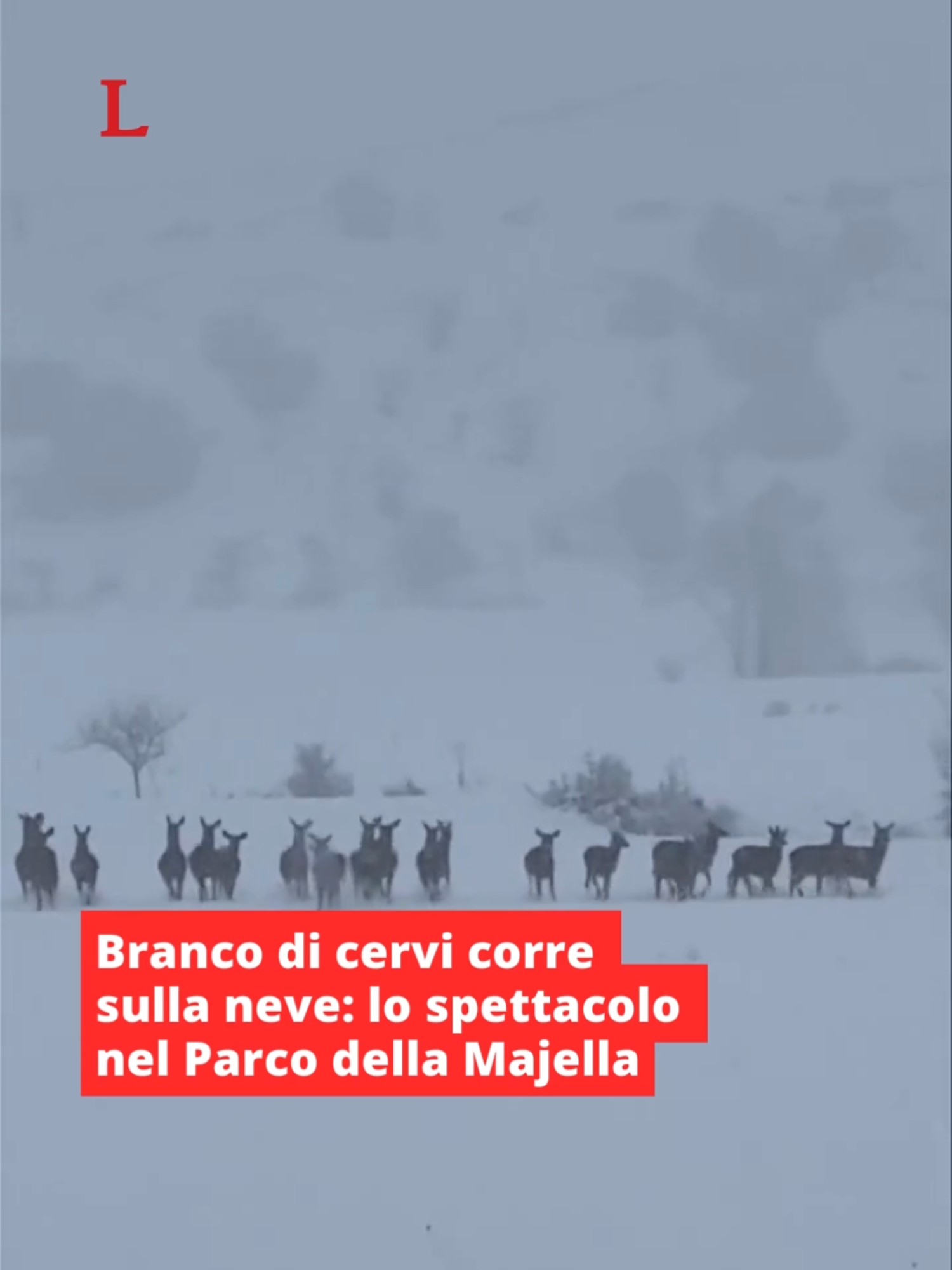 Un branco di #cervi che #corre sulla neve. Attorno a loro il paesaggio è bianco, completamente ricoperto dai fiocchi, e l'eleganza di questi animali risalta ancora di più. Un'immagine che sembra quasi un dipinto e uscita da un libro di favole, ma che in realtà ha incantato i cittadini dell'#Abruzzo.⁠ Il video è stato girato nei boschi del Parco della Majella, dove i cervi correvano sulla neve o si fermavano per controllare i soggetti che erano presenti nel luogo.⁠ ⁠ 👉️ Link in bio⁠ ⁠ #leggo