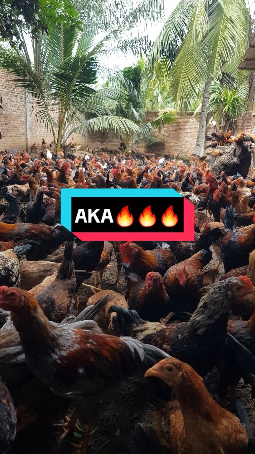 Peternakan ayam kampung asli 🔥🔥 #fyp  #umkm  #ayamkampungasli  #peternakmuda  #puteraagrofarmsarana 