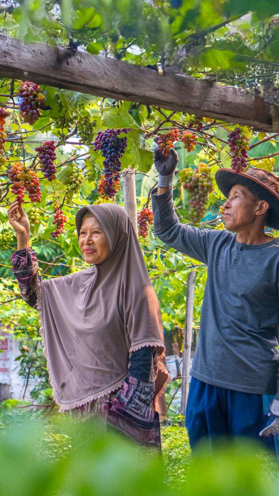 Memetik Anggur Ungu Manis di Kebun | Masak Ayam Goreng Kalasan, Bolu, Selai Anggur, dan Milky Grape | Kampung Halaman Buah anggur tumbuh subur dan berbuah maksimal, rahasianya pakai pupuk organik cair dari infarm.id karena Mengandung unsur Kalsium organik yang dibutuhkan tanaman saat fase pembuahan dan terbukti 100% menghasilkan buah yang maksimal langsung cek dan beli produk original @infarm id 