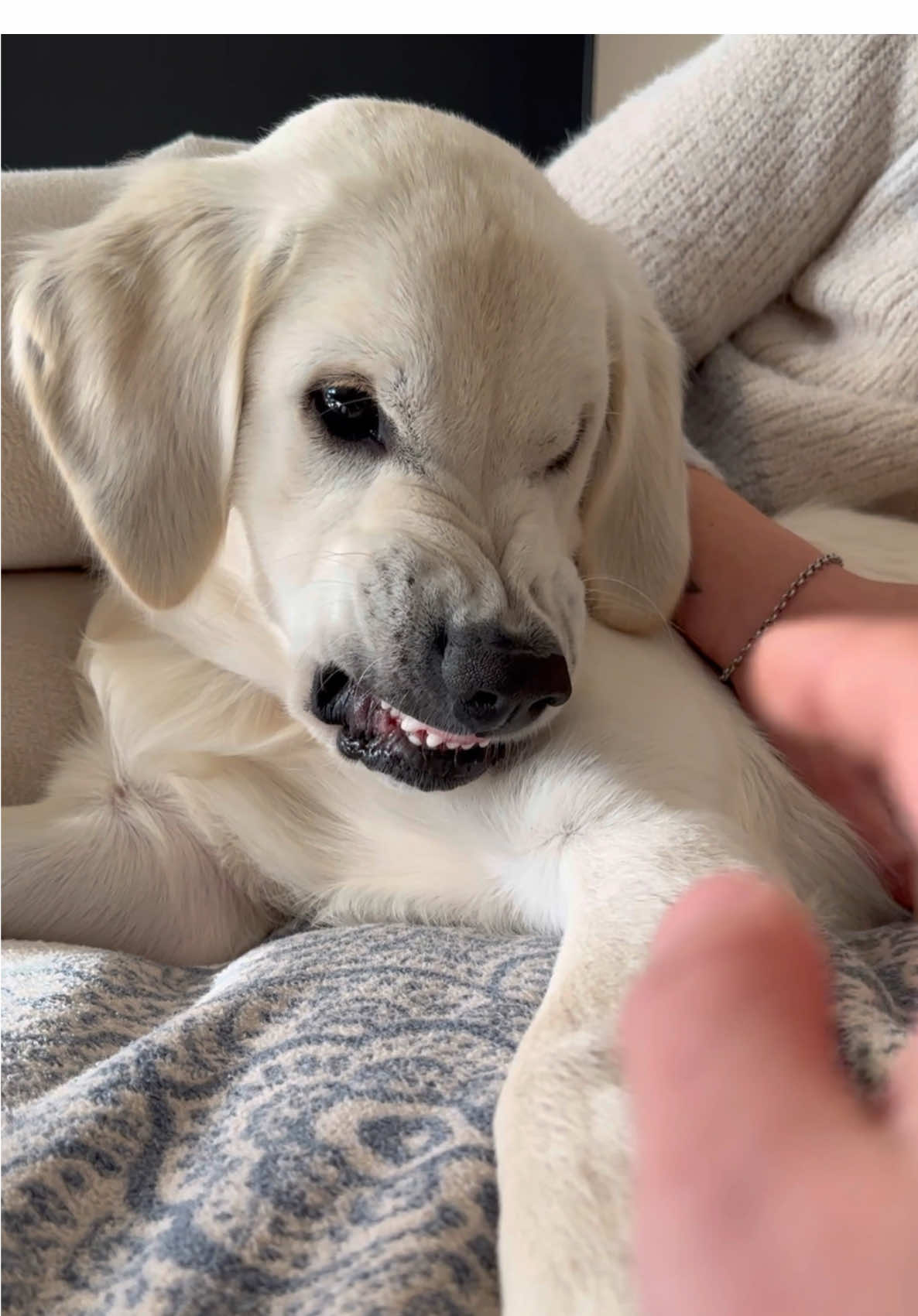 🦈 #goldenretrieverpuppy #goldenretrieverlife #dogplay #goldenretriever #puppy  #puppylove #dogsoftiktok #fyp #dogtok #dogs #doglove #forupage #foryoupage 