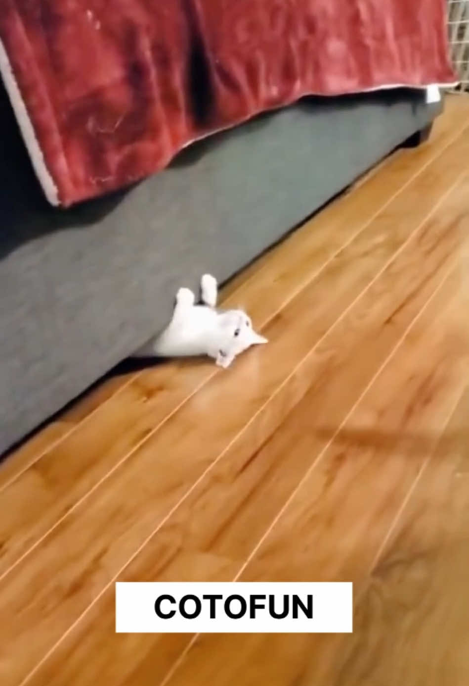 😂THIS FUNNY CATS🤣 #funnycat #cats #funnyvideo #cattiktok #funnypets #badcat #gatosgraciosos 