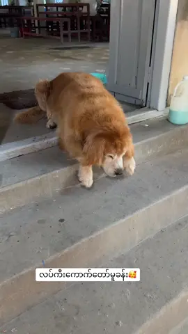 #mybog #goldenretrieverlife 