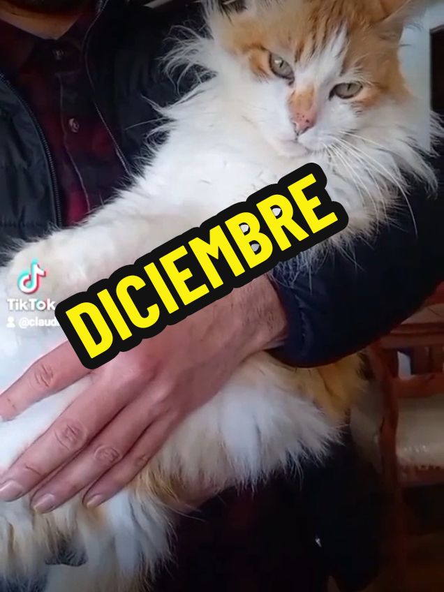 #diciembre #esta  vas  adoler un poquito más💔🌈🐕🐈🖤🥀🕊😭😭🌟🌟#tristerealidad😢💔😔 #chicasad 🌈🐕🐈#fypviraltiktok🖤シ゚☆♡viral 