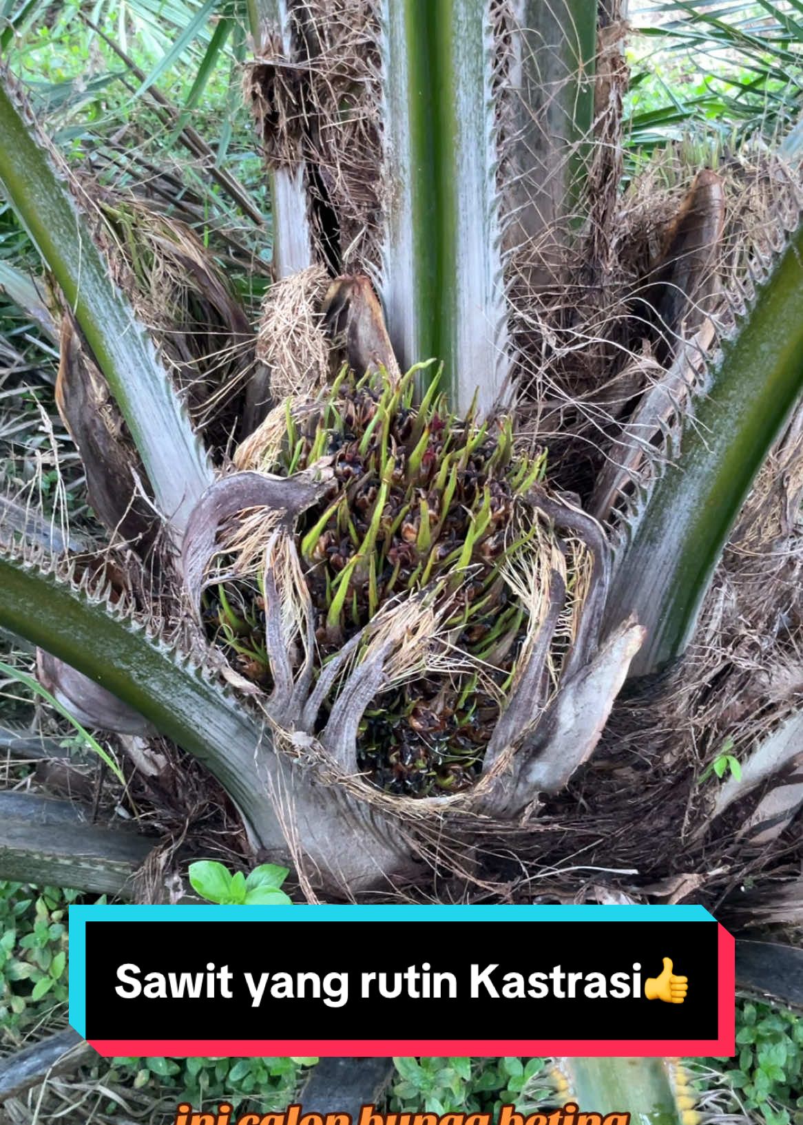 Kelapa sawit yang rutin di Kastrasi , Luar biasa hasilnya 👍 #kelapasawit #sawit #petani #petanisukses #petanimilenial #petanimuda #petaniindonesia🇮🇩🇮🇩🇮🇩🌿🌿 #sawitsumatra #masukberanda #bossawit #petanisawit #fyp #fypシ #fypシ゚viral 