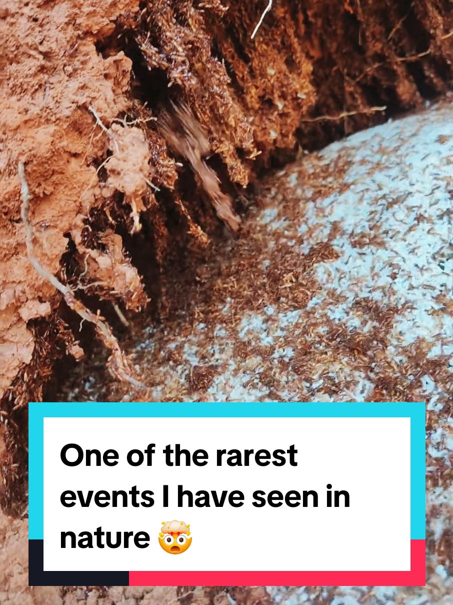One of the rarest events I have seen in nature 🤯 #nature