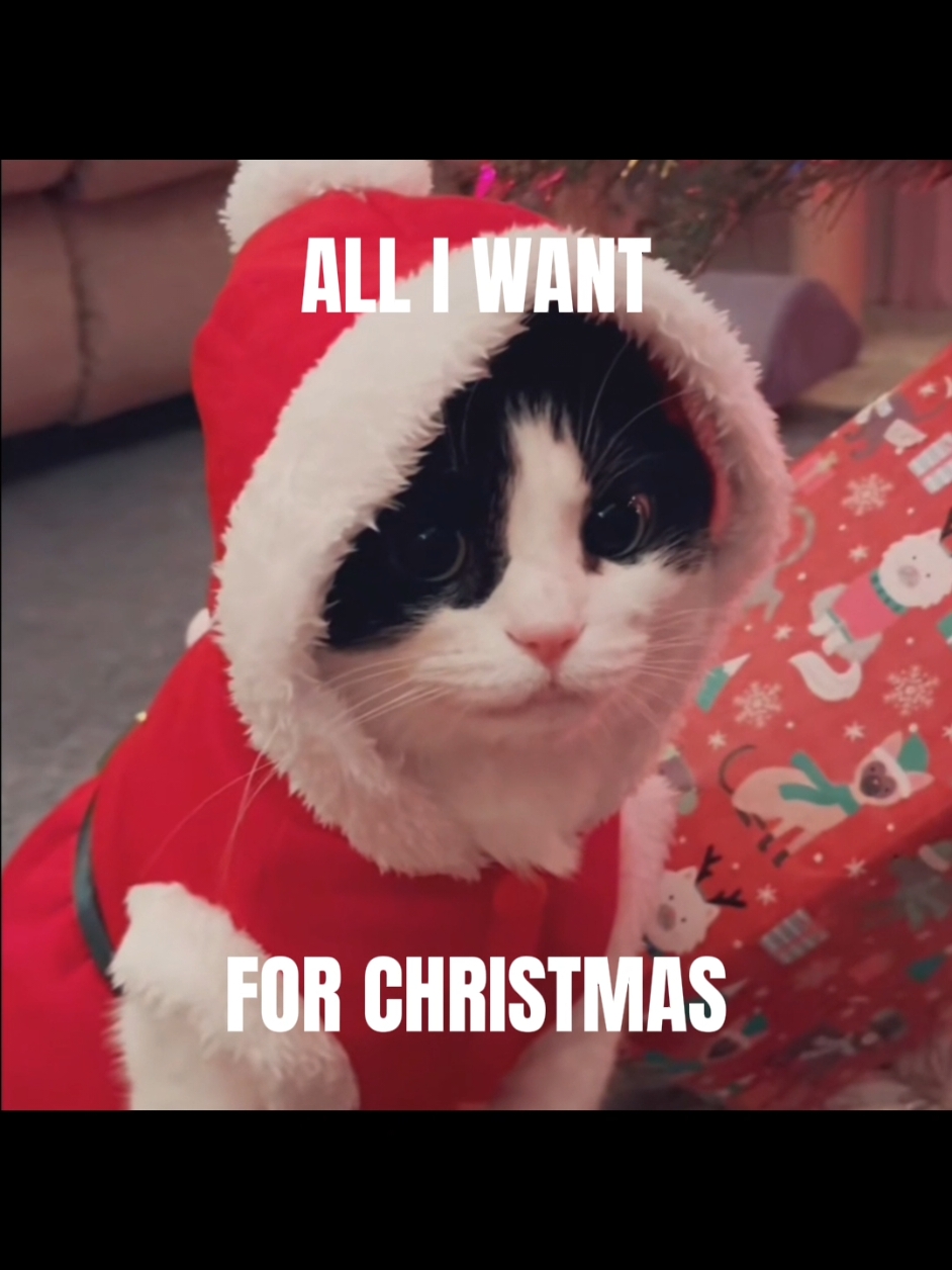 IT'S DECEMBER!!!! ❄️❄️❄️☃️☃️☃️🎄🎄🎄 SO IT'S ALL I WANT FOR CHRISTMAS IS YOUUUUU TIME‼️‼️‼️🗣🗣🗣🔥🔥🔥 #cat #cat #catcore #hopecore #pinkcore #sillycat #mariahcarey #alliwantforchristmasisyou #christmas #fy #fyp #foryou 