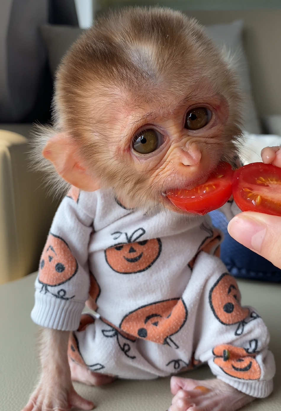 Baby KiKi eats vegetanles and fruits 🍅 and 🥝yummy😋. #monkey #animal #unitedkingdom #cute 