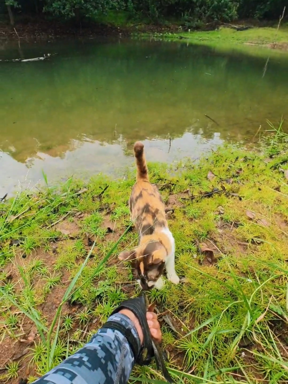 kucing nyamperin saat  kita mancing jangan di usir. #mancingpakaiPARADISE #casting #aditangler 