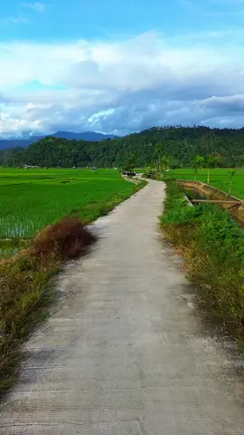 sawah Laban #laban#pesisirselatan #sumbar 