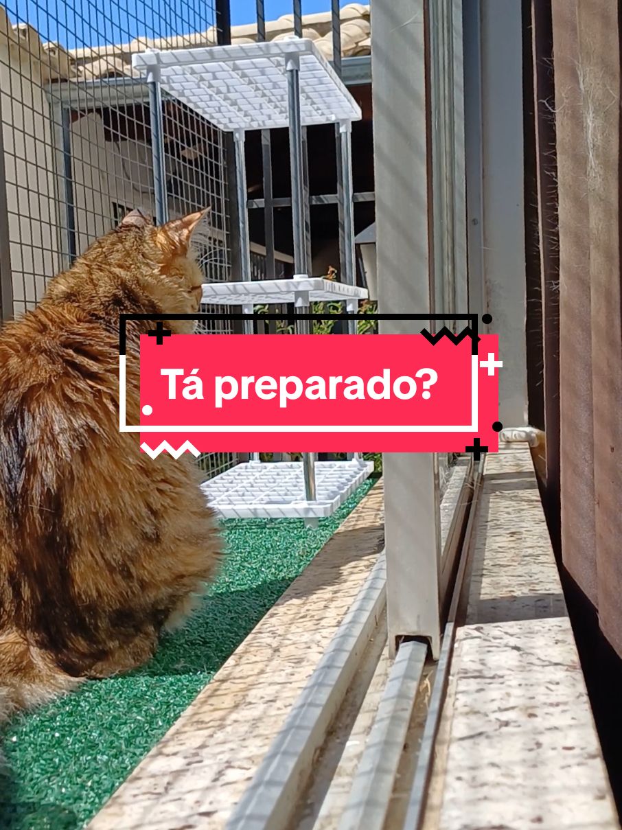 Tá preparado? #SuriGata #catarinagata #gatosengraçados #gatosdivertidos #humor 