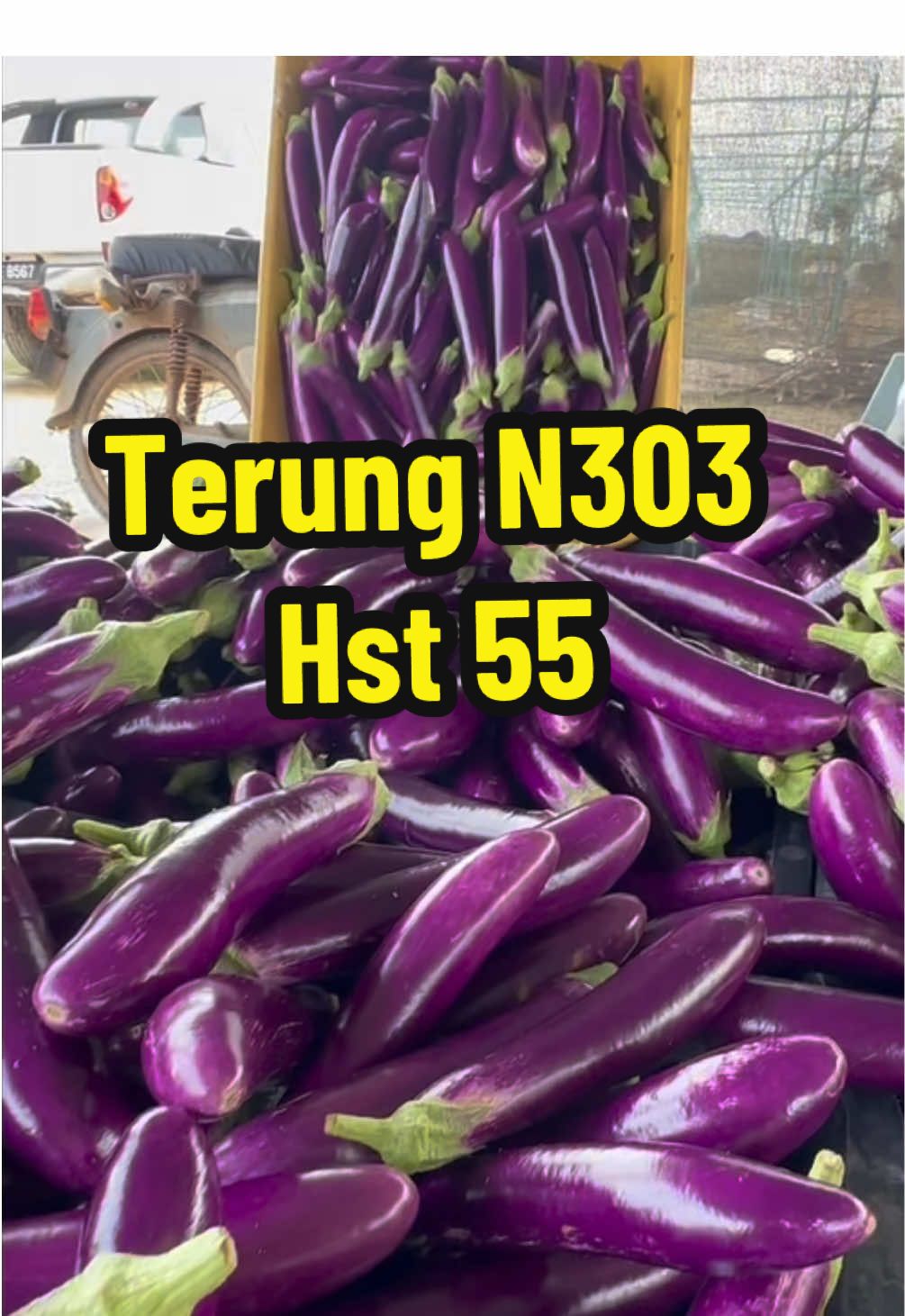 Eggplant harvest routines Day 55 #KebunTerung #fertigationfarm #eggplantharvest 