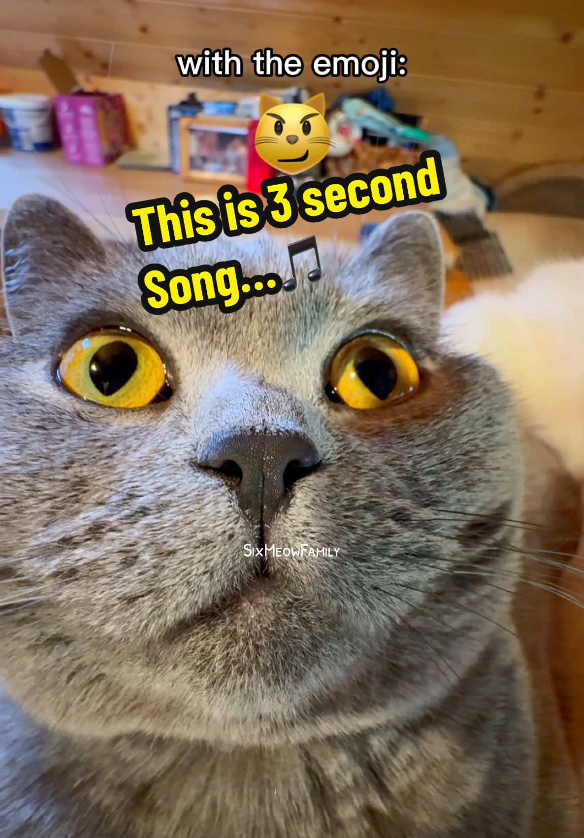 This is a 3 second song…🎶 #foru #cat #trendingvideo 