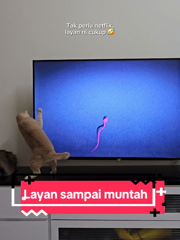 Tak perlu netflix, layan ni cukup 🤣  Psss. TV tak rosakkan? Bibik risau la cikit 🤏🤣 #catsoftiktok 