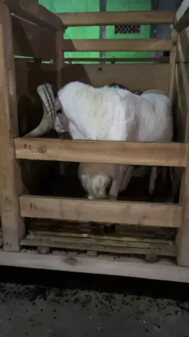 ngamuk gadikasih peyempuan,ampe copot kayunyah 😂 #pdp #hpdki #fyp #qurbanbekasi #dombagarut #dombangamuk 