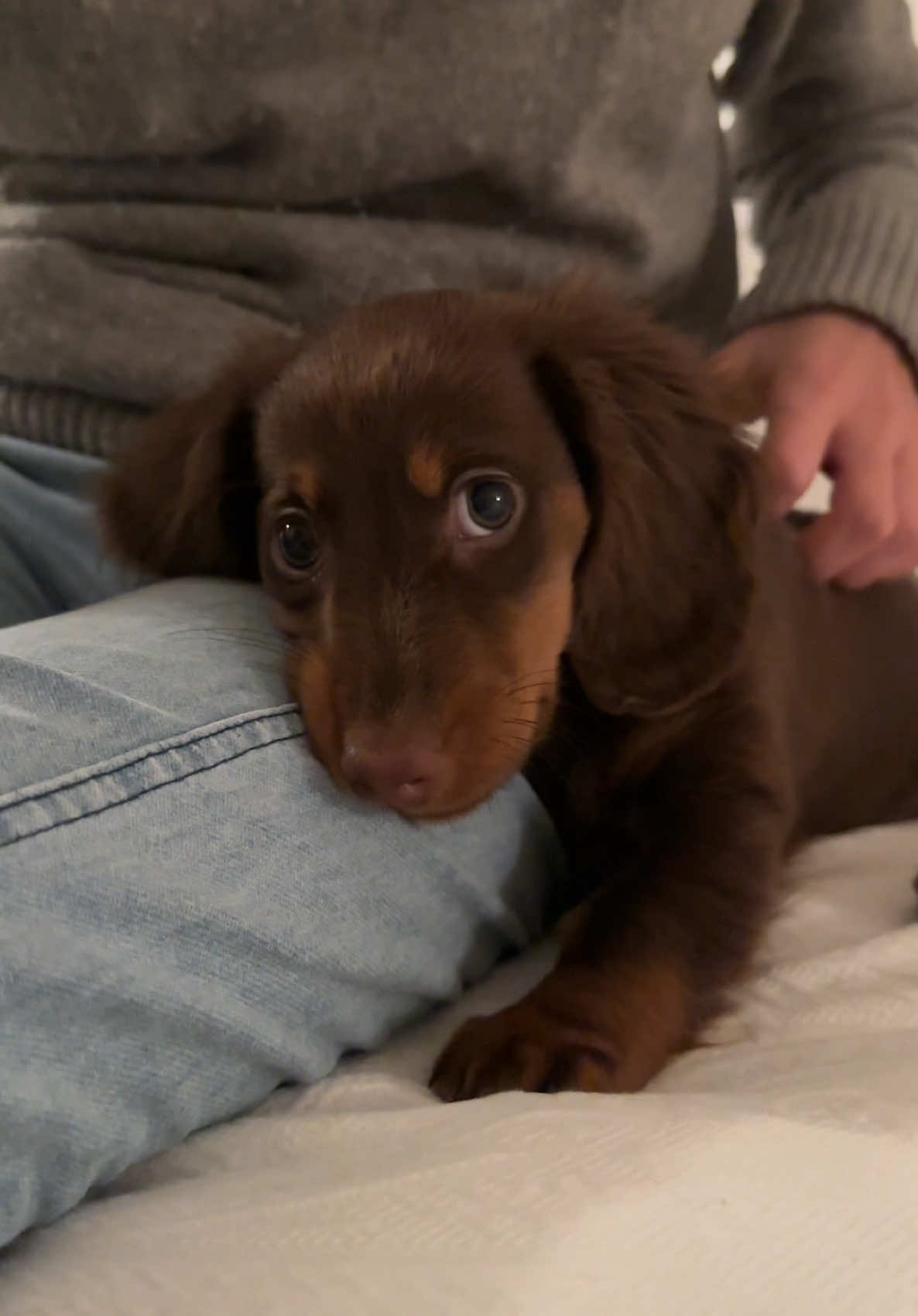 Maisy🤎🧸🎀 #americandachshund #puppy #longhairdachshund #dog #puppylove #dogmom #dachshundpuppy #dogsoftiktok #brunette #doglife #viral_video #viral_video #pets #dogmom #girl #deutschland #germany #dackel #doxie #minidoxie #sweet #CapCut 