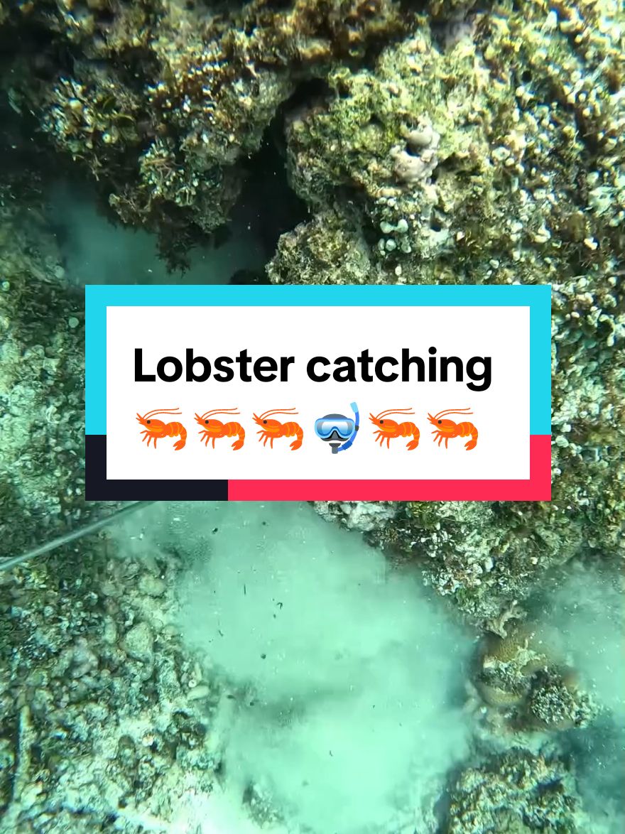 Lobster catching  #spearfishing #fishing #lobster #lobsterfishing 